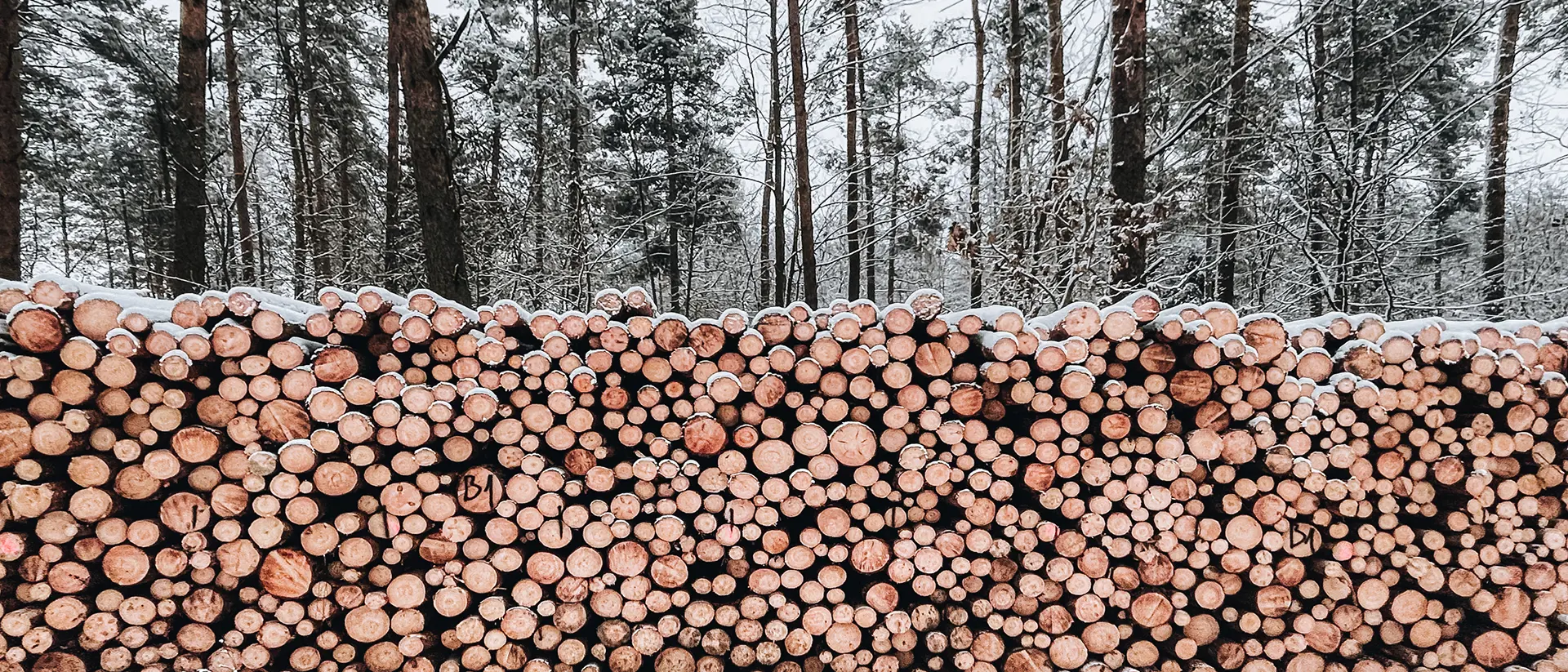 skog i bakgrunden och nedhuggna träd i förgrunden