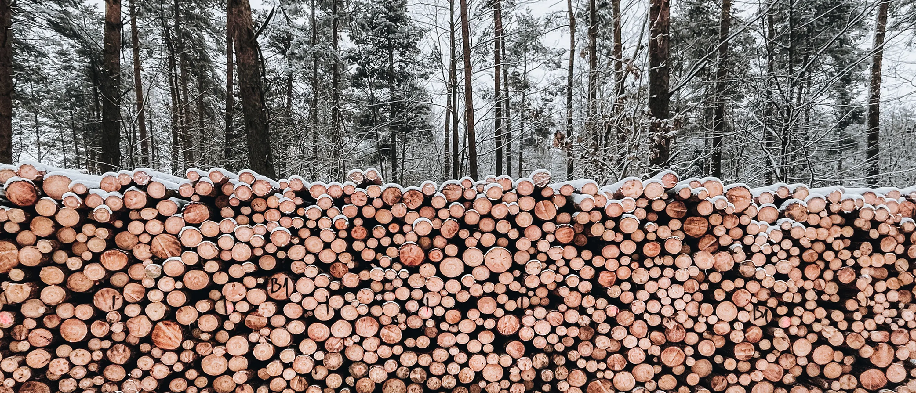 skog i bakgrunden och nedhuggna träd i förgrunden