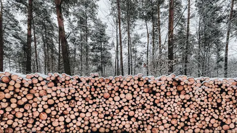 skog i bakgrunden och nedhuggna träd i förgrunden