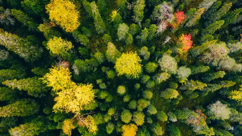 Flygplansvy över skog under hösten