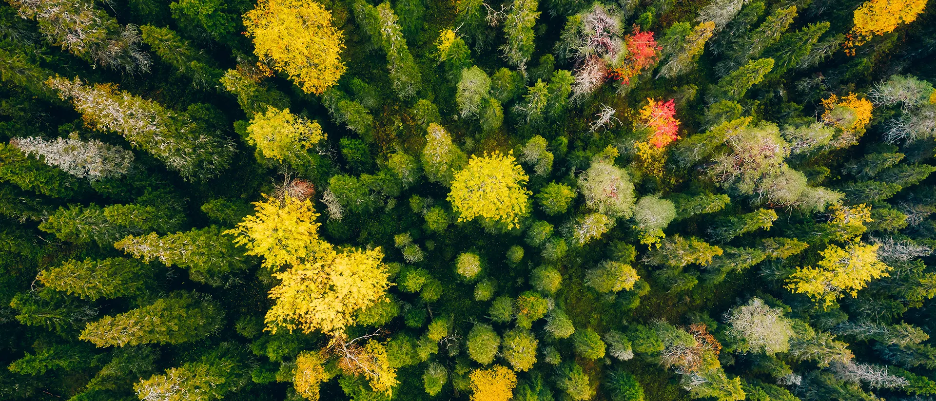 Flygplansvy över skog under hösten